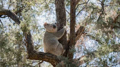 A Koala at Avocet Reserve.
