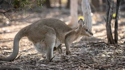 A Bridled Nailtail Wallaby with joey in pouch.