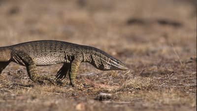 Prowling Sand Goanna.