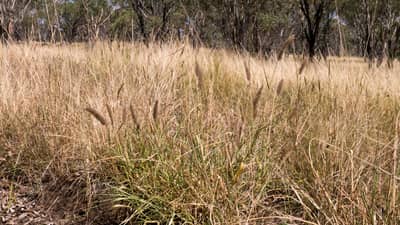 Buffel Grass.