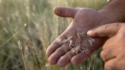 Bluegrass seeds in a person's hand at Carnarvon Station Reserve.