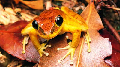 Male Lesueur's Frog.