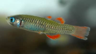 Red-finned Blue-eye fish.