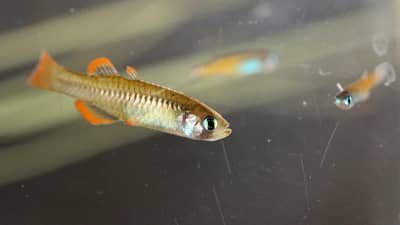 Red-finned Blue-eye.