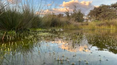 Aquatic plants and grasses amongst Edgbaston Reserve's diverse springs.