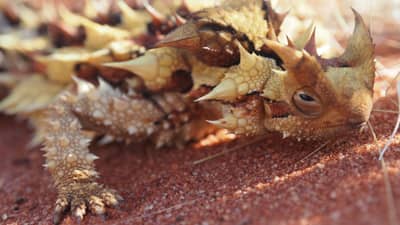 Thorny Devil.