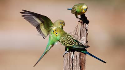 Budgerigars.