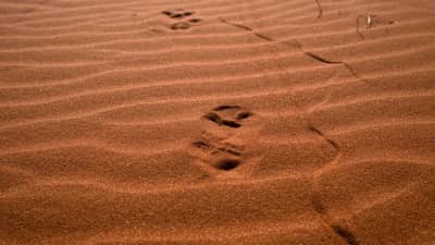 Tracks through the sand dunes.