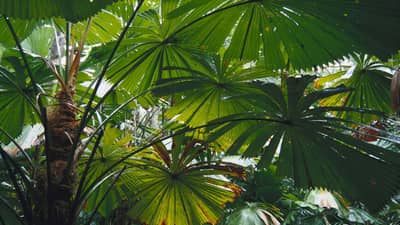 Fan Palm tree canopy at Fan Palm Reserve.