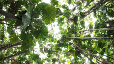 Canopy of Fan Palms.