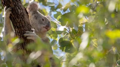 Koala in tree.