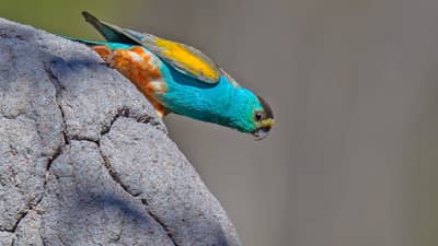 Golden Shouldered Parrot.