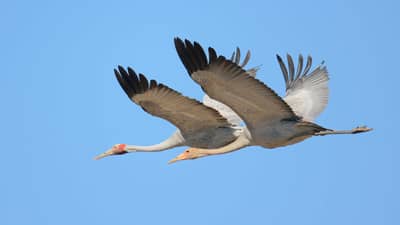 Brolgas in flight over Pilungah Reserve.
