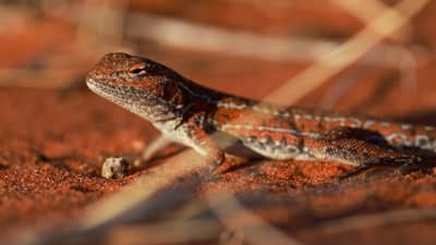 Military Dragon at Pilungah Reserve.
