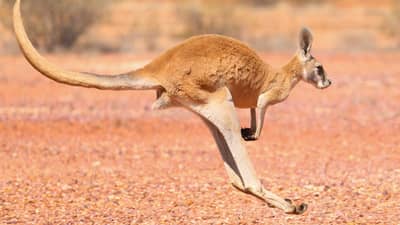 A Red Kangaroo hopping.
