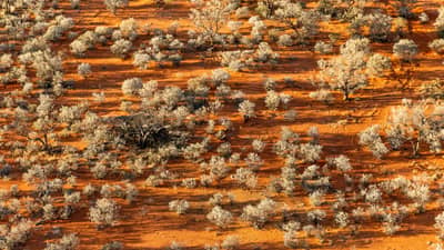 Aerial view of Gidgee trees on red sandy soils of Pilungah Reserve, Wangkamahdla Country, 470 km south of Mt Isa, QLD.