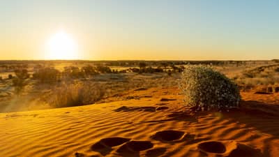 Sunset over sand dunes on Pilungah Reserve, Wangkamahdla Country, QLD. Photo by Bee Stephens