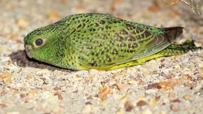 Close up of a Night Parrot on the ground.