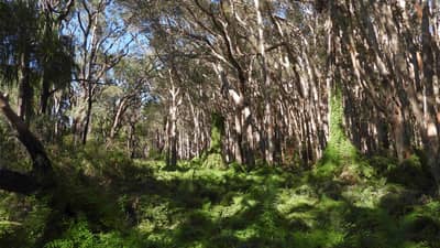 Paperbarks and ferns at Reedy Creek Reserve on Bailai, Gooreng Gooreng, Gurang & Taribelang Bunda Country, QLD. By James Smith