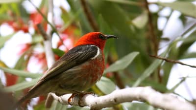 A Scarlet Honeyeater, a tiny bird with a bright red head and chest, perches on a branch.