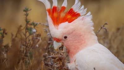 Pink Cockatoo.