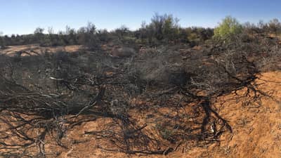 Brush silt trap at Boolcoomatta Reserve.