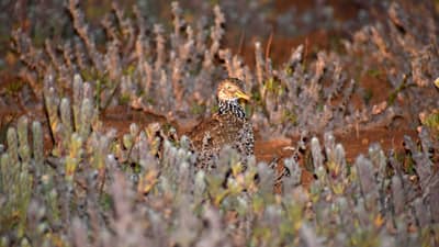 A Plains-wanderer camouflaged amidst groundcover plants.