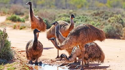 Emus drink from a puddle at Boolcoomatta.
