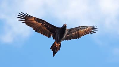 Wedge-tailed Eagle in flight.