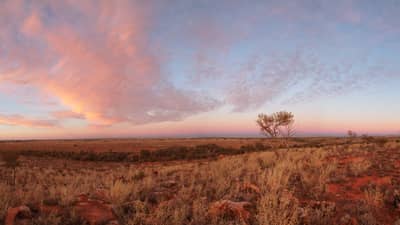 Lone tree  on Boolcoomatta. with red clouds. Photo Peter Ashton
