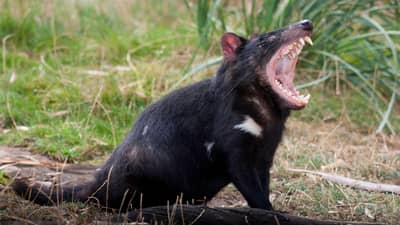 Tasmanian Devil.