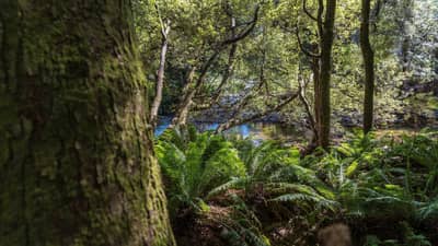 View through ferny riparian forest toward the Liffey River.