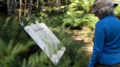 A visitor to Liffey River Reserve in Tasmania stops to read an interpretive sign on the self-guided walking trail.