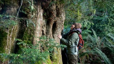 Tiahni Adamson marvels at a huge eucalypt tree in the Liffey Valley, Tasmania.