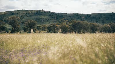 Grassy field, trees and rise on Buckrabanyule VIC.