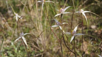Stuart Mill Spider Orchids on JC Griffin Reserve.
