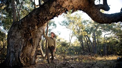Jeroen van Veen admires a mature eucalypt.