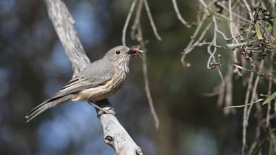Rufous Whistler with prey.