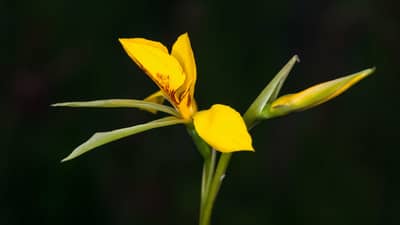 Northern Golden Moths Orchid.