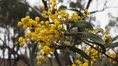 Golden Wattle Acacia pycnantha.