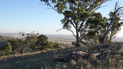 Mature trees at Nardoo Hills.