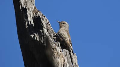 Brown Treecreeper in tree on Nardoo Hills Reserve.