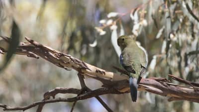 A Blue-winged Parrot, a green parrot with blue wings and a long, blue tail,