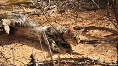 Feral cat fitted with a tracking collar to monitor its movements.