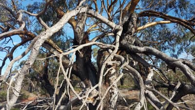 Twisted and gnarly shapes typical of very old York Gums.
