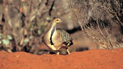 A Malleefowl on red sandy soil.