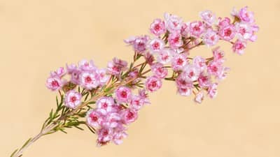 Painter Featherflower.