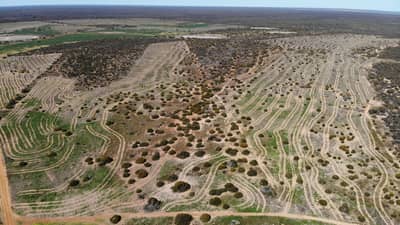 Aerial photo of paddock recently planted for revegetation at Eurardy Reserve.
