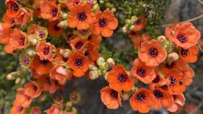 Flowering Orange Cups (Pileanthus peduncularis) on Eurardy Reserve.