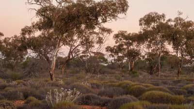 Mallee in spinifex country.